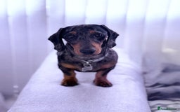 Miniature Dachshund dogs for stud: Bruno The Silver dapple - Image 2