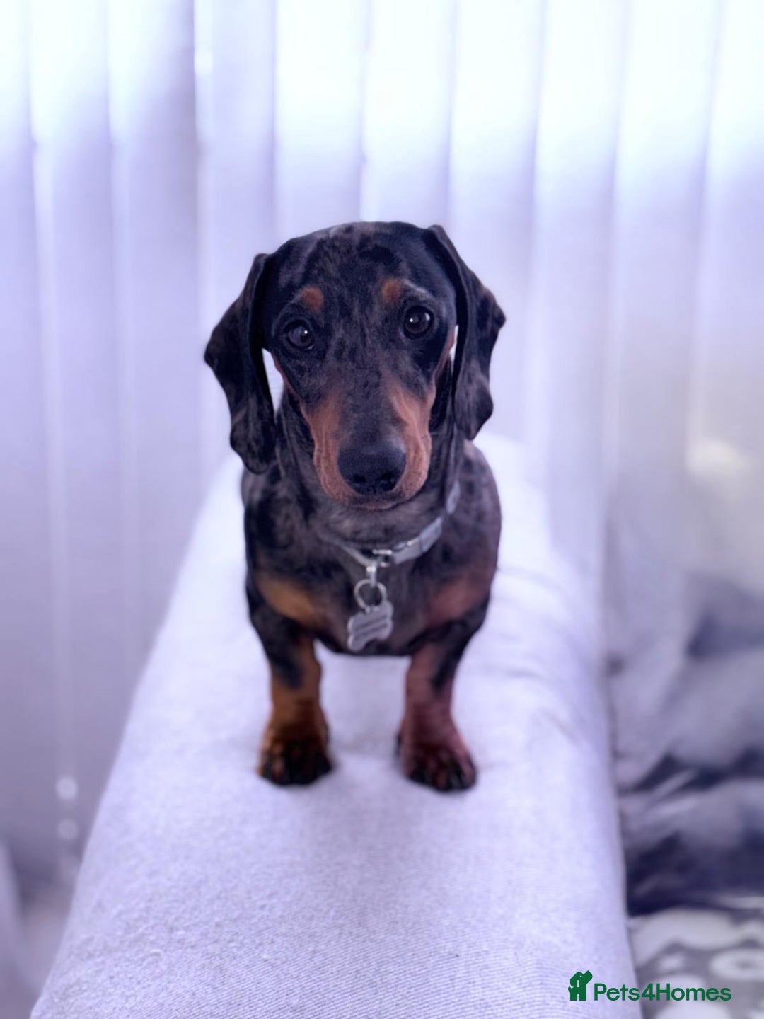Miniature Dachshund dogs for stud: Bruno The Silver dapple - Image 2