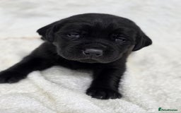 Labrador Retriever dogs for sale: 🐾 Adorable Black Labrador Puppies Ready Soon 🖤🐾 - Image 20