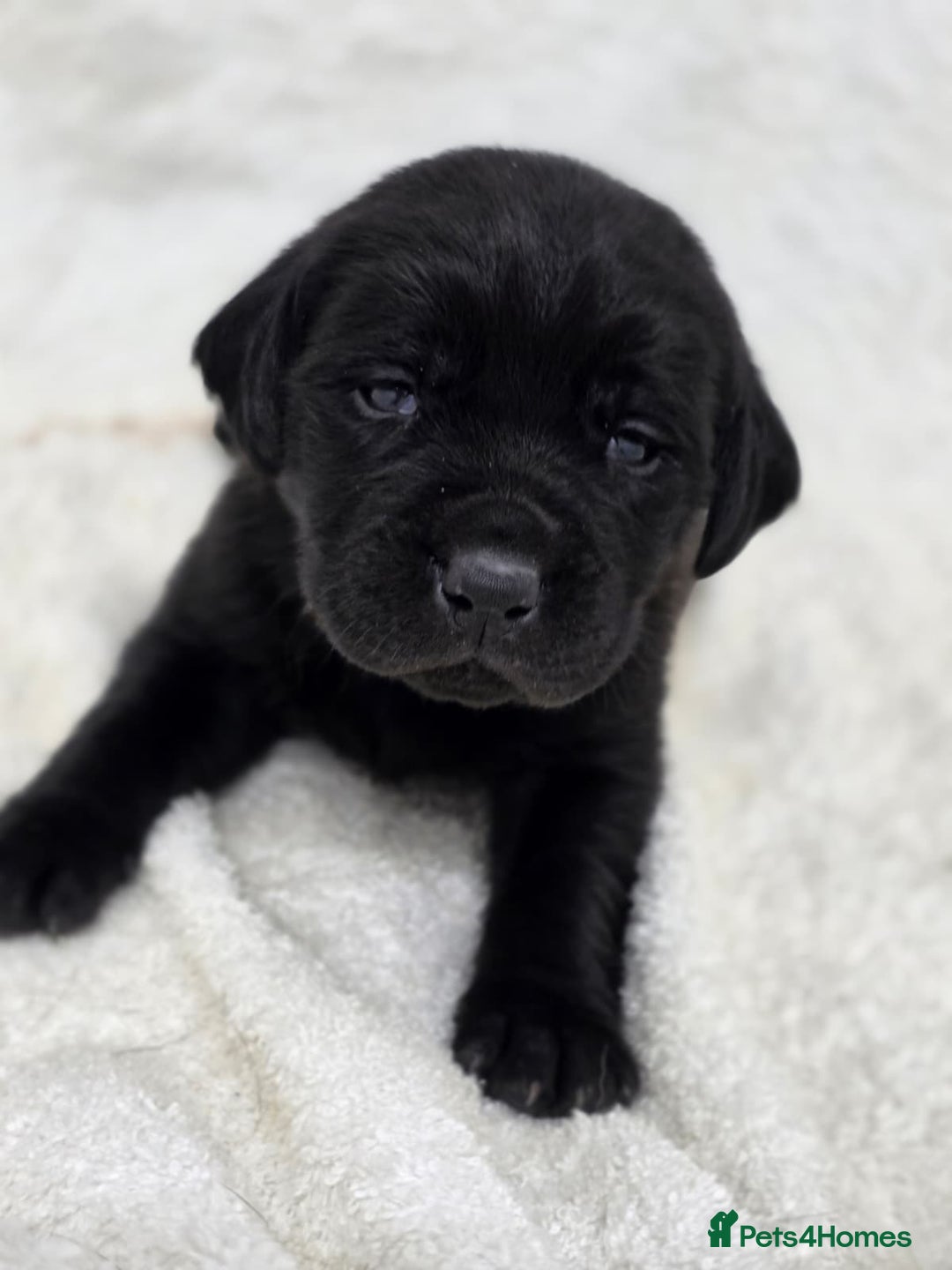 Labrador Retriever dogs for sale: 🐾 Adorable Black Labrador Puppies Ready Soon 🖤🐾 - Image 20