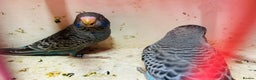 Budgerigars birds for sale: Black face, Black wing, splits, hogoromo budgies  - Advert 13