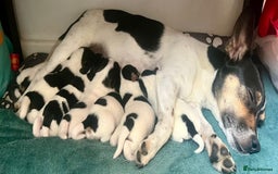 Mixed Breed dogs for sale: First litter of 7 Jack Russel puppies  - Image 4