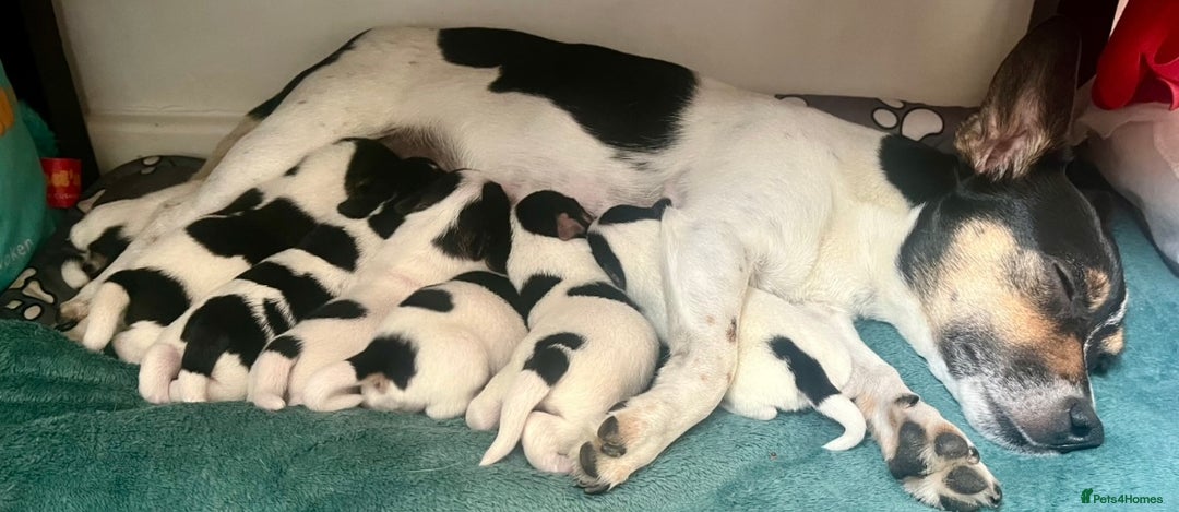 Mixed Breed dogs for sale: First litter of 7 Jack Russel puppies  - Image 4