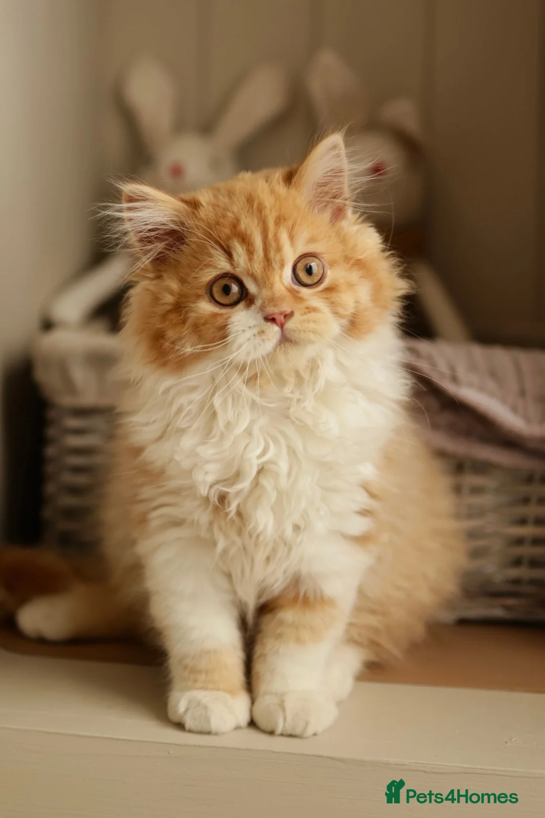 British Longhair cats for sale: Beautiful British Longhair Boy – Leo❤️ - Advert 2