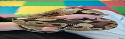 Python Snake reptiles for sale: Ball Phyton & Vivarium  - Advert 1