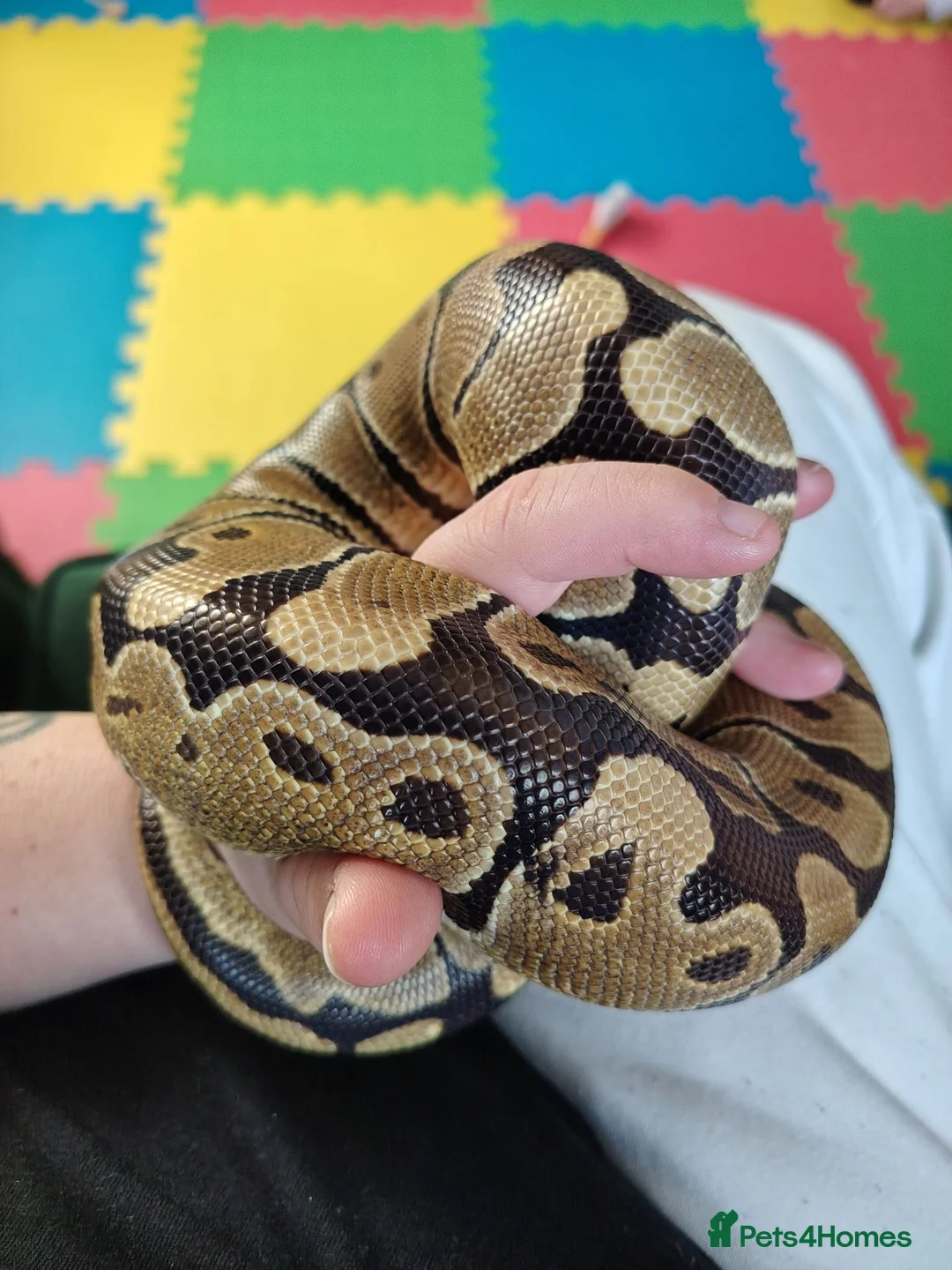 Python Snake reptiles for sale: Ball Phyton & Vivarium  - Advert 1