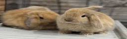 Mini Lop rabbits for sale: Beautiful baby mini lops - Advert 12