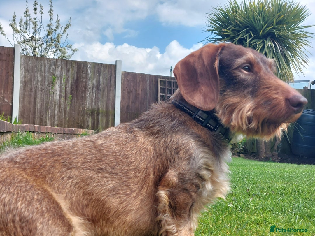 Dachshund dogs for stud: KC Registered Wirehaired Dachshund for Stud in Stoke-on-Trent - Image 3