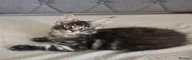 Maine Coon Kitten 1