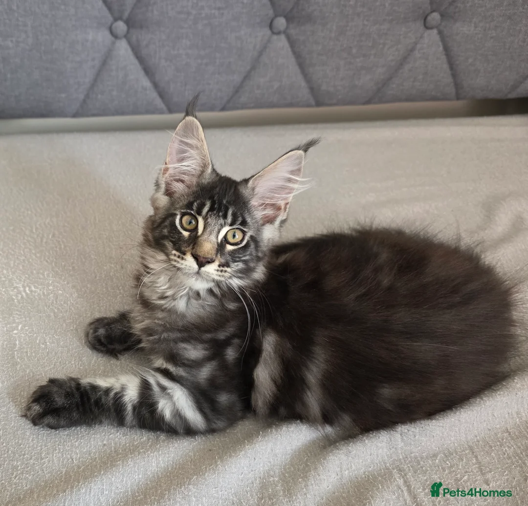 Maine Coon cats for sale: GCCF Registered Maine Coon Kittens - Advert 2
