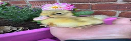 Ducks poultry for sale: Beautiful friendly Ducklings - Advert 3