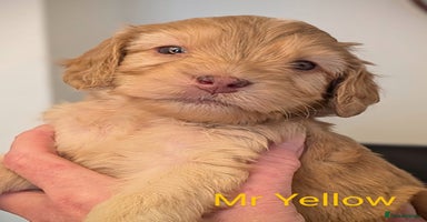 Mixed Breed dogs - Advert 6