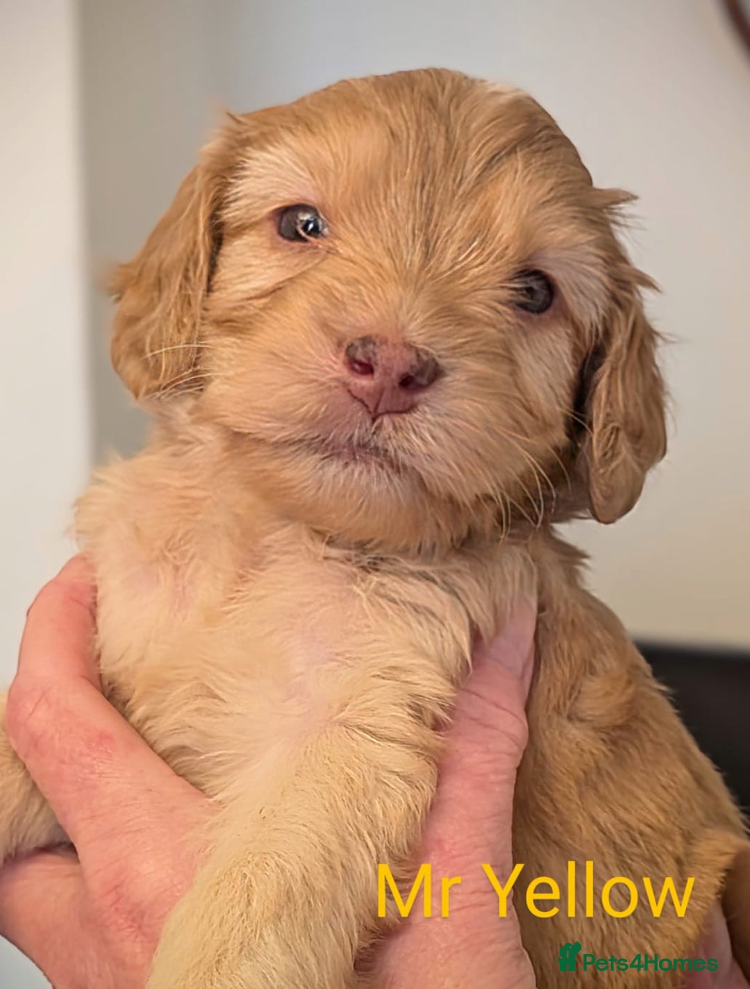 Mixed Breed dogs for sale: Beautiful Miniature Cockerdoodle pups - Image 6