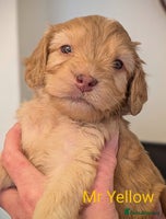 Mixed Breed dogs - Advert 6