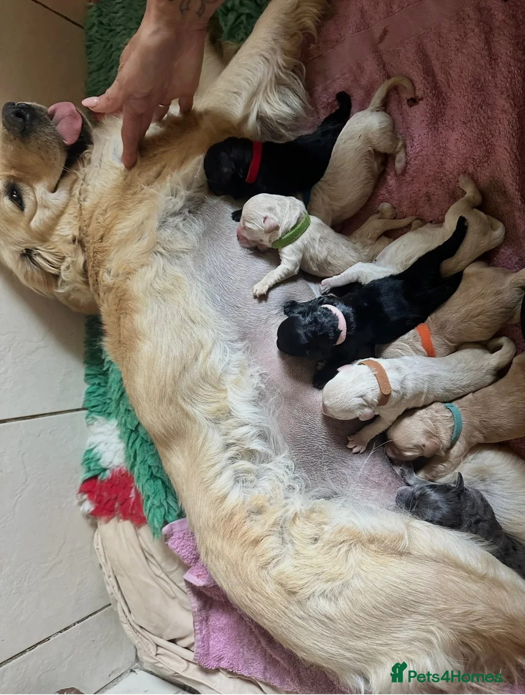 Goldendoodle dogs for sale: Miniature Golden Doodles - Merle, Red & Black  - Advert 38