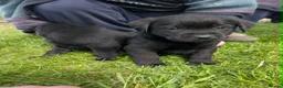 Labrador Retriever dogs for sale: Beautiful KC Labrador Puppies - Advert 13