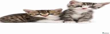 Domestic Shorthair 1