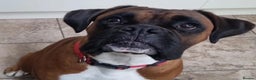 Boxer dogs for stud: Boxer Stud KC Reg & Proven - Advert 3