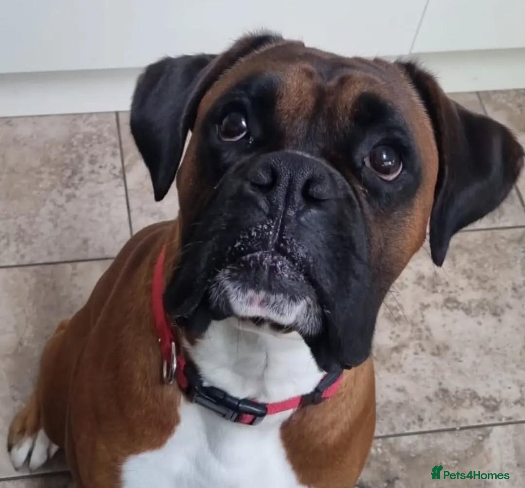 Boxer dogs for stud: Boxer Stud KC Reg & Proven - Advert 3
