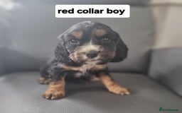 Cocker Spaniel dogs for sale: Show type x working cocker spaniel pups  - Image 6