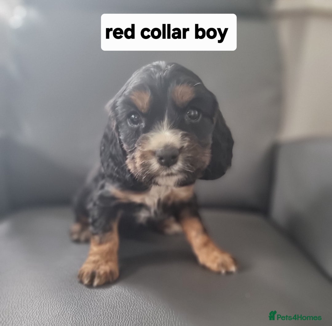 Cocker Spaniel dogs for sale: Show type x working cocker spaniel pups  - Image 6