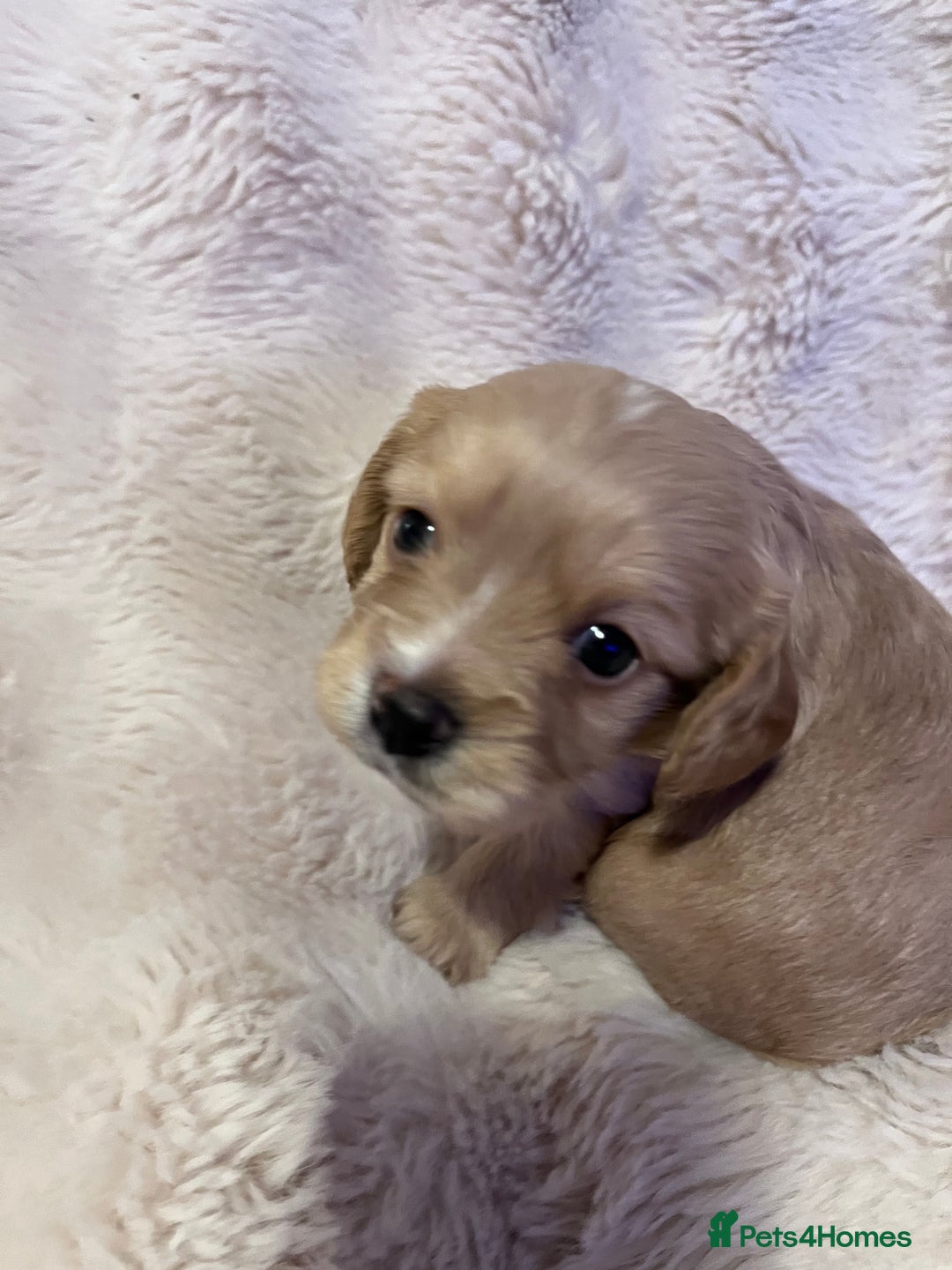 Cavapoo dogs for sale: STUNNING F1b REVERSE Cavapoos - Advert 13