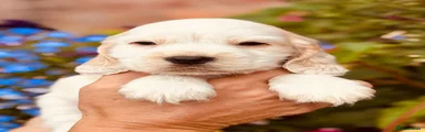Cocker Spaniel 2