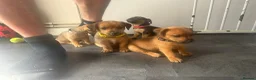 Mixed Breed dogs for sale: Patterdale X Lakeland Puppies for Sale **2 LEFT** - Advert 15