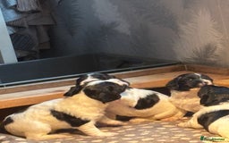 English Springer Spaniel dogs for sale: Springer spaniel pups  - Advert 3