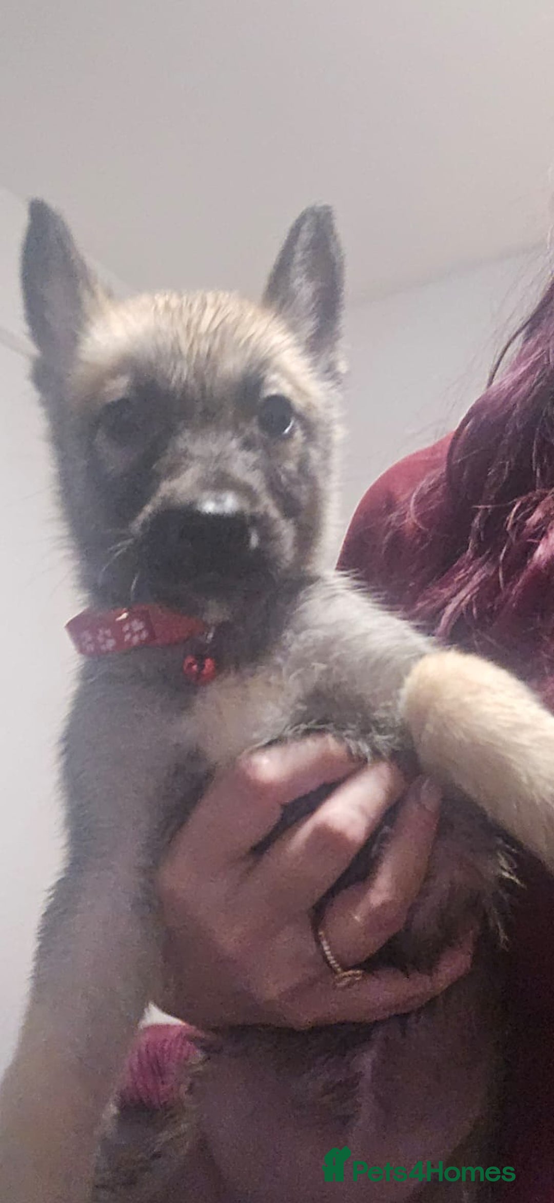 Belgian Shepherd Dog dogs for sale: Stunning Belusky Puppies! Ready Now! - Advert 9