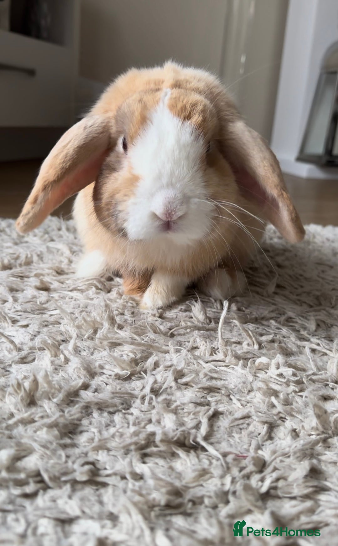 Mini Lop rabbits for sale: Mini Lop Buck  - Advert 7