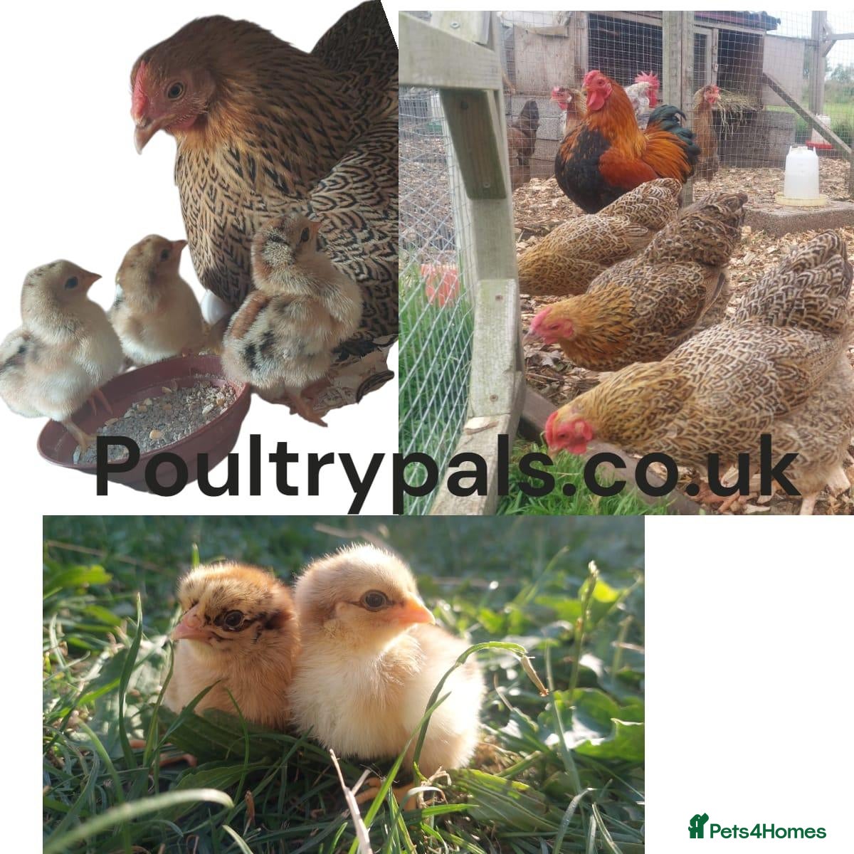Chickens poultry Chickens Brahma Sussex wyondotte ducklings - Advert 10