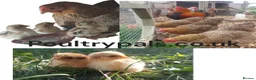 Chickens poultry for sale: Chickens Brahma Sussex wyondotte ducklings - Advert 1