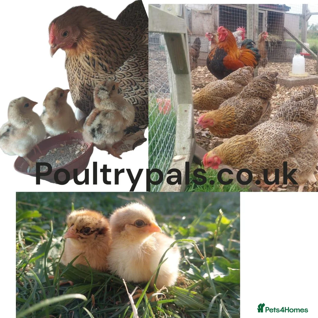 Chickens poultry for sale: Chickens Brahma Sussex wyondotte ducklings - Advert 1