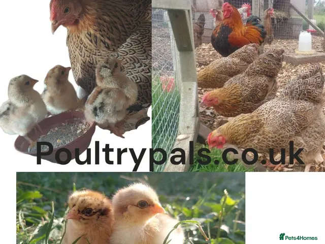 Chickens poultry Chickens Brahma Sussex wyondotte ducklings - Advert 10