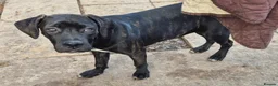 Cane Corso dogs for sale: 🐾 5 BEAUTIFUL CANE CORSO PUPPIES • 5 MONTHS in Swindon - Advert 9