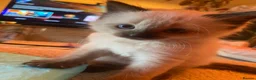 Ragdoll cats for sale: Adorable Ragdolls  - Advert 31