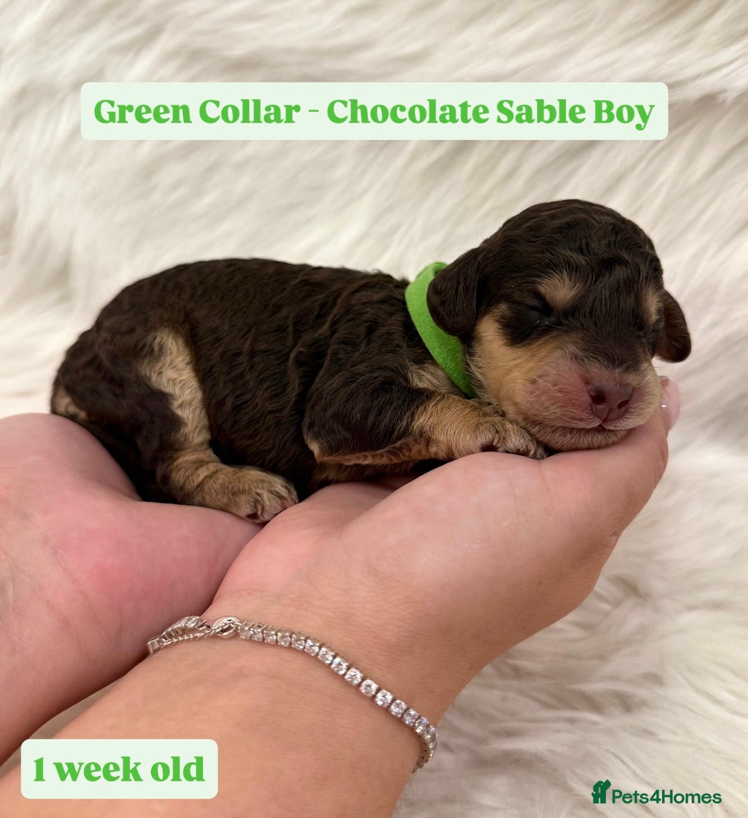 Cockapoo dogs for sale: Waiting-List Open - DNA Tested Cockapoo Puppies 🧬 - Advert 10