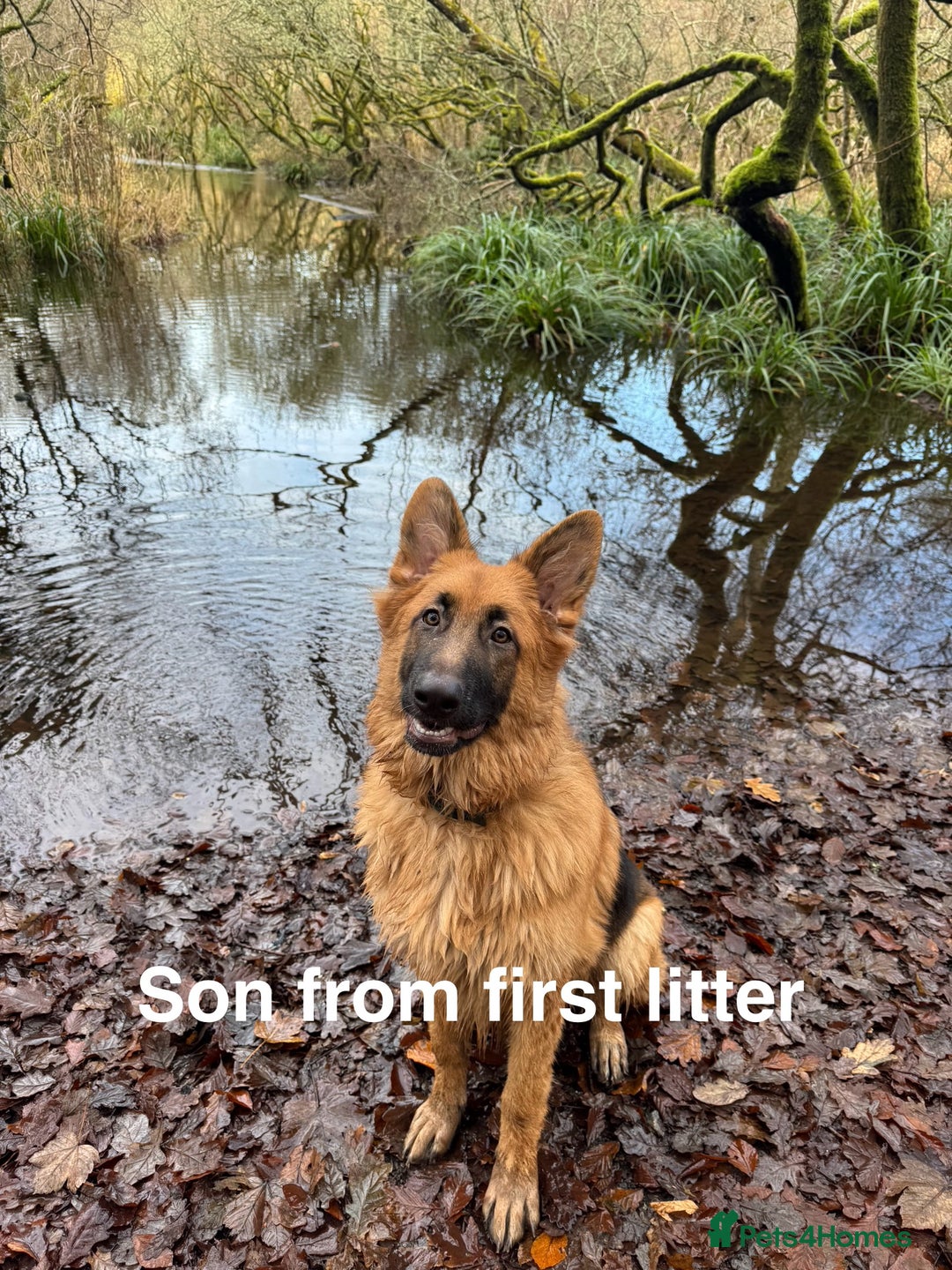 German Shepherd dogs for sale: Gorgeous German shepherd pups - Advert 20