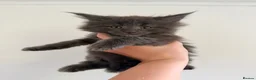 Maine Coon cats for sale: 🐈‍⬛ GIANT EUROPEAN MAINE COON KITTENS 🐈‍⬛  - Advert 4