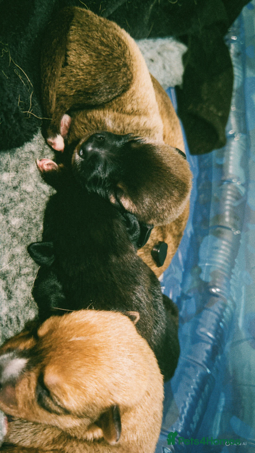 Mixed Breed dogs for sale: Puppies for sale  in Pontypridd - Advert 2