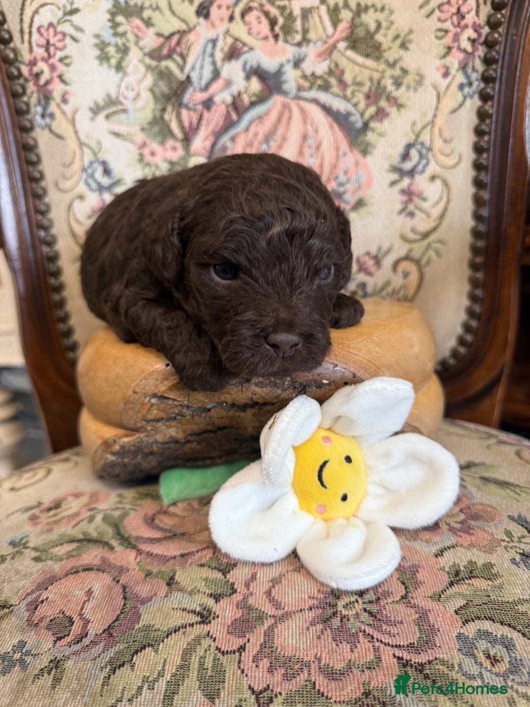 Shihpoo dogs for sale: ✨ Beautiful Shihpoo Puppies ✨  - Image 1