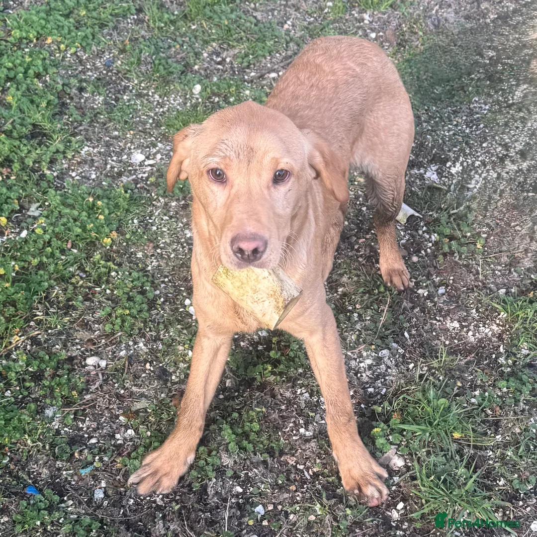 Labrador Retriever dogs for sale: 🧡 Older Yellow & Red RKC Labrador Boys 💛 - Advert 30