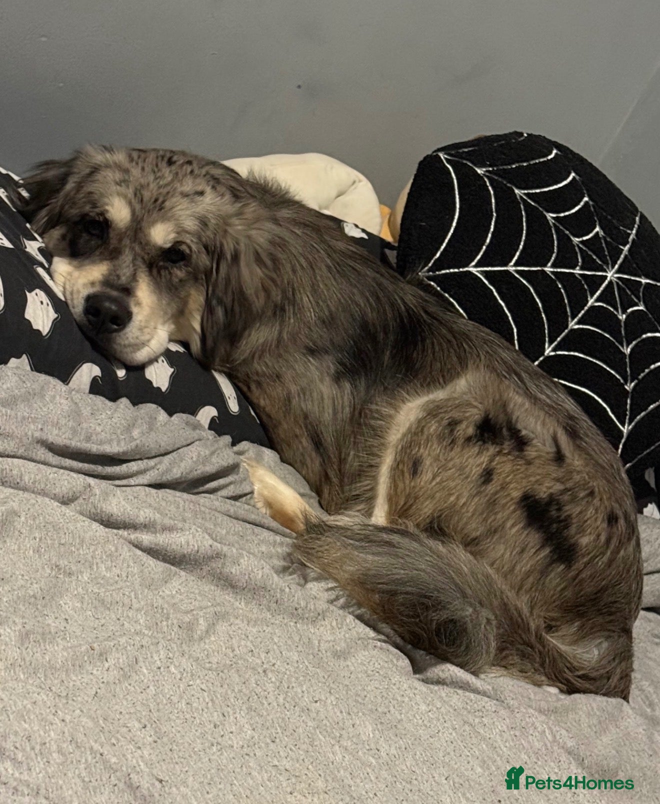 Mixed Breed dogs Loving Rehome Needed - Advert 9