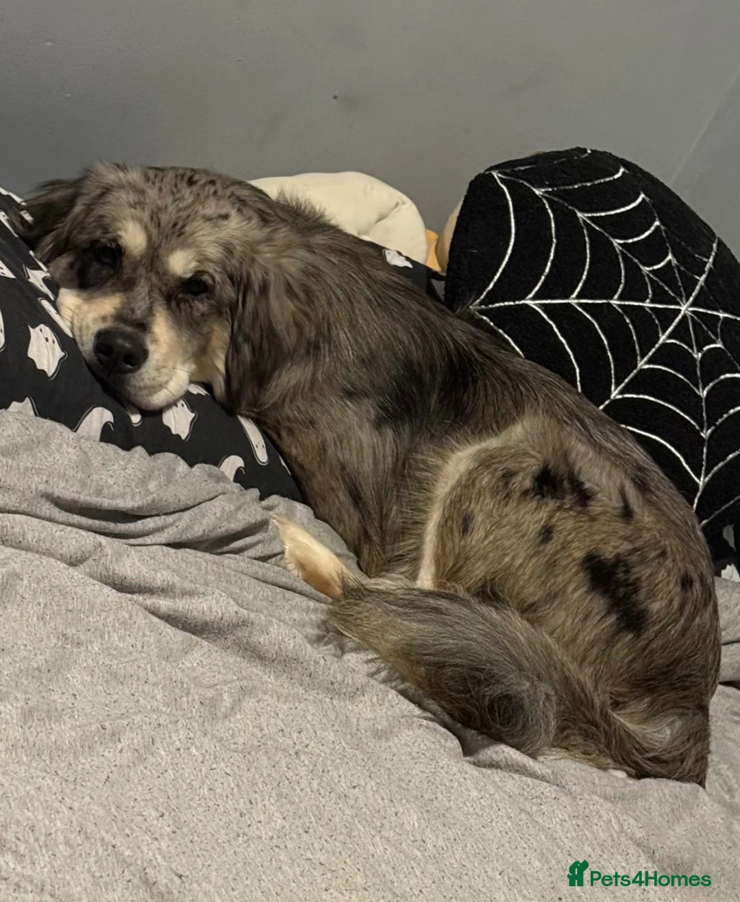 Mixed Breed dogs for sale: Loving Rehome Needed - Advert 1