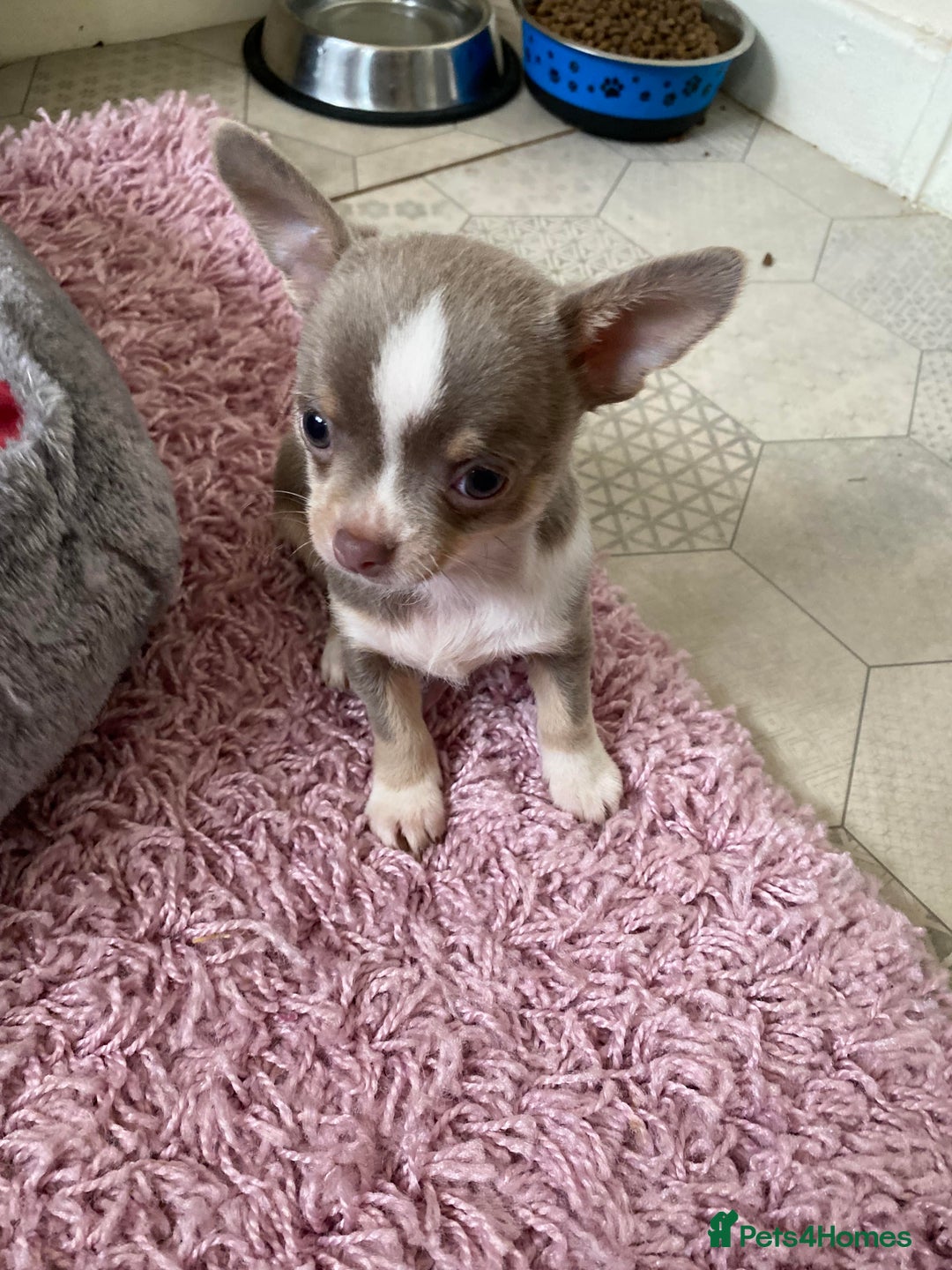 Chihuahua dogs for sale: Chihuahua Puppies For Sale - Advert 13
