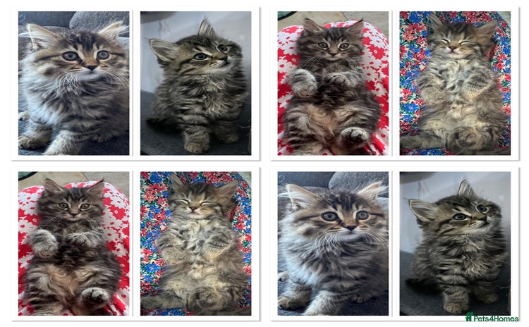 Mixed Breed cats - Advert 12