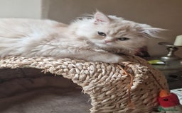 Persian cats for sale:  Chinchilla Persain looking for his forever home - Image 2