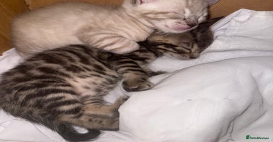 Bengal cats - Advert 8