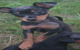 Miniature Pinscher dogs for sale: Miniture Pinscher/Prague Ratter  - Image 13